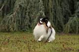 EPAGNEUL PAPILLON 058
